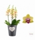 Phalaenopsis