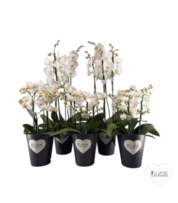 Phalaenopsis