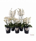 Phalaenopsis