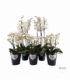Phalaenopsis
