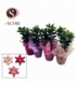 Lilium