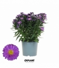 Aster