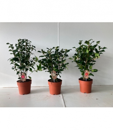 Camellia