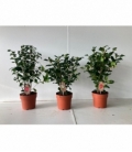 Camellia