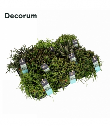 Rhipsalis