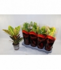 Croton