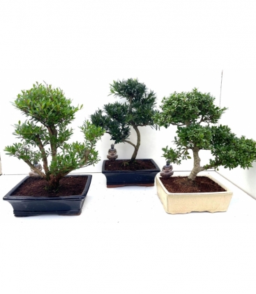 Bonsai