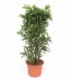 Dracaena