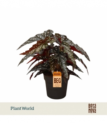 Begonia