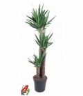 Yucca