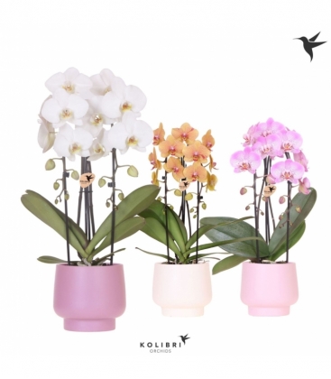 Phalaenopsis