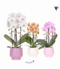 Phalaenopsis