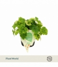 Tolmiea