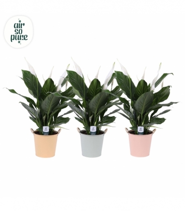 Spathiphyllum