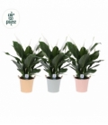 Spathiphyllum