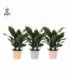 Spathiphyllum