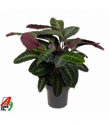 Calathea
