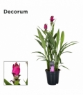 Curcuma