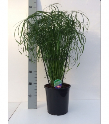 Cyperus