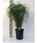 Cyperus
