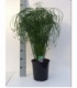 Cyperus