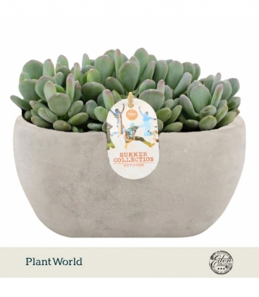 Echeveria