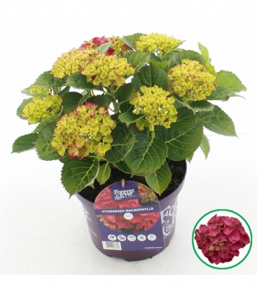 Hydrangea