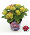 Hydrangea