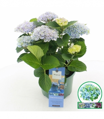 Hydrangea