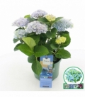 Hydrangea