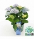 Hydrangea
