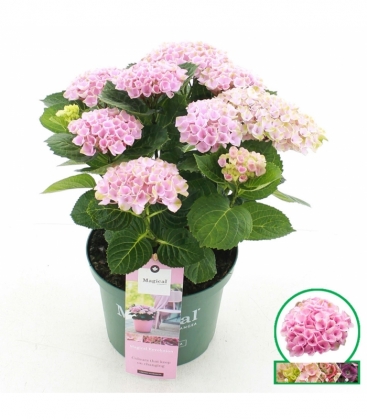 Hydrangea