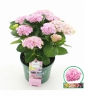 Hydrangea