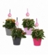 Kalanchoe