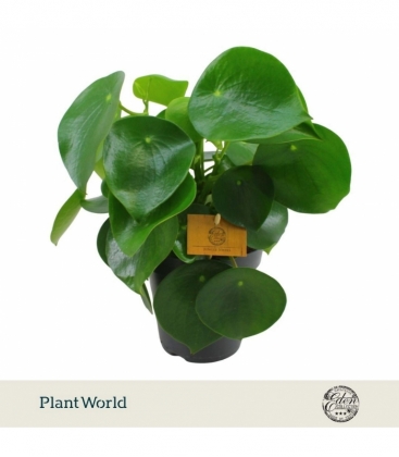 Peperomia