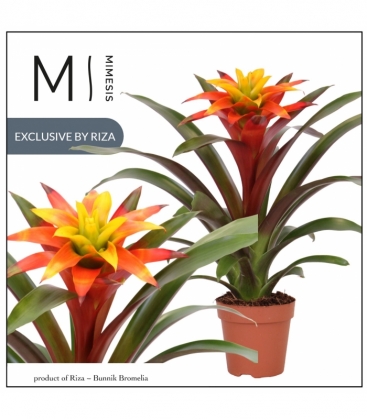Guzmania