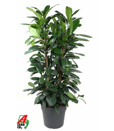 Ficus