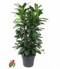 Ficus