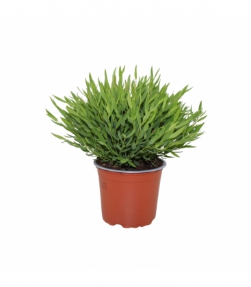 Pogonatherum