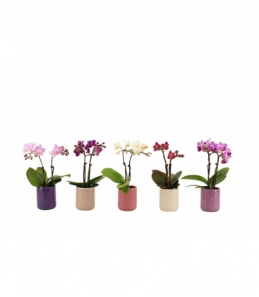 Phalaenopsis