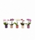 Phalaenopsis