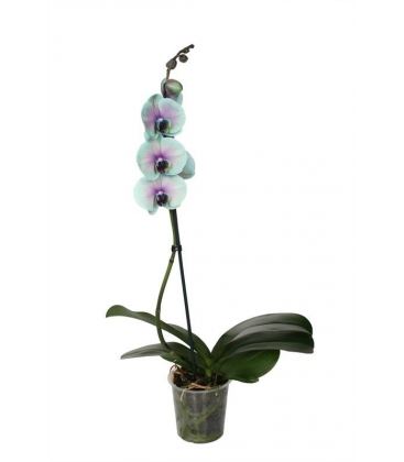 Phalaenopsis