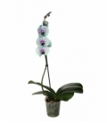 Phalaenopsis