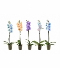 Phalaenopsis