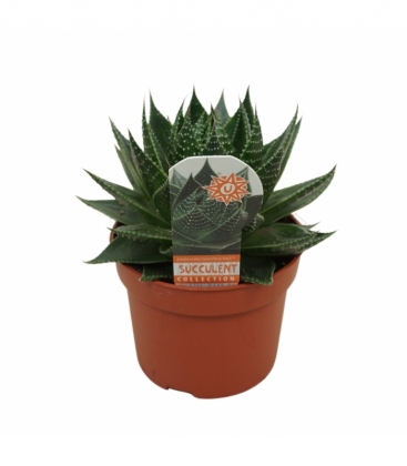 Aloe