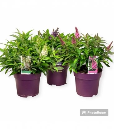 Buddleja