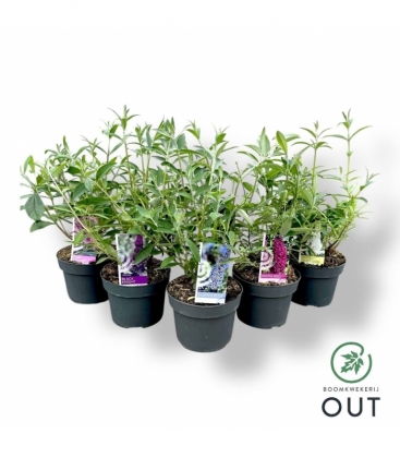 Buddleja