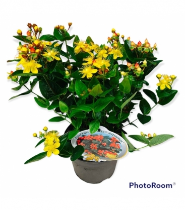 Hypericum
