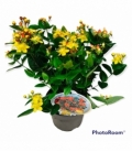 Hypericum