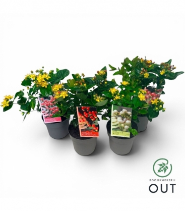 Hypericum